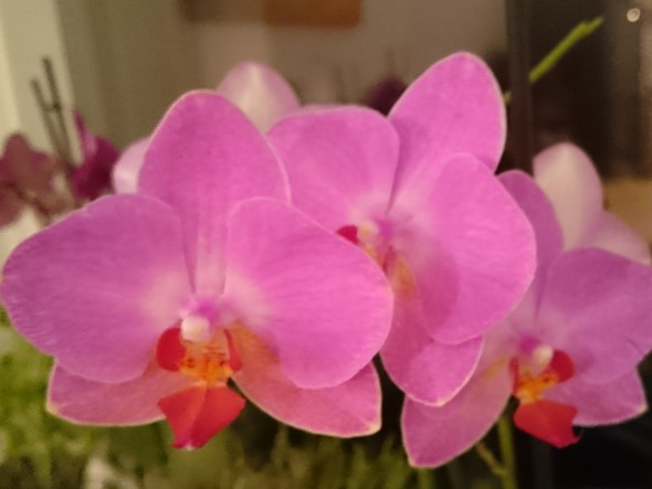 orchidee-2