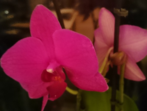 orchidee-3