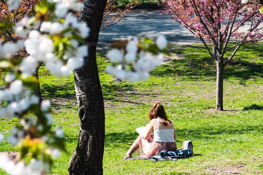 zonnen in een park