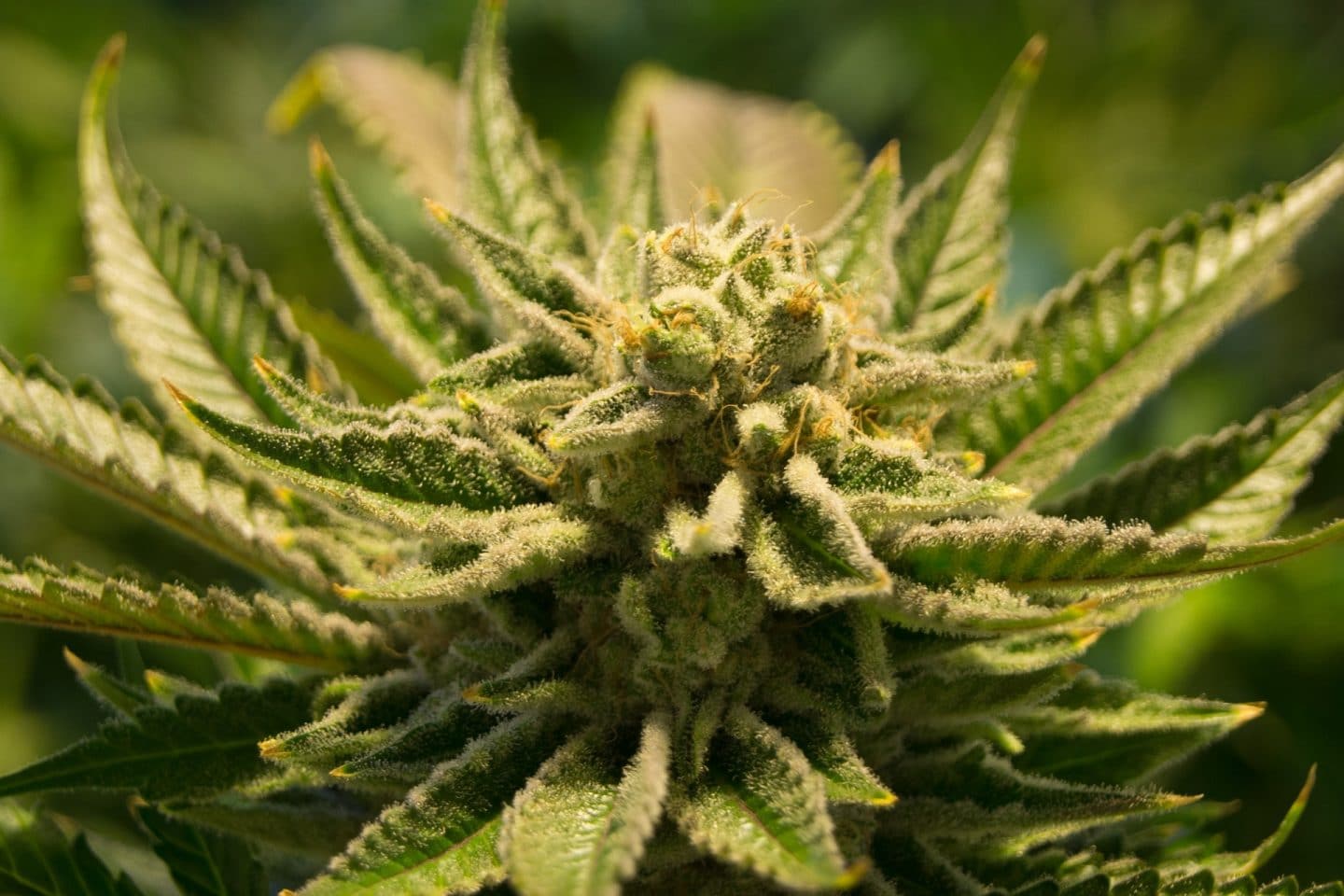 cbd hiudolie