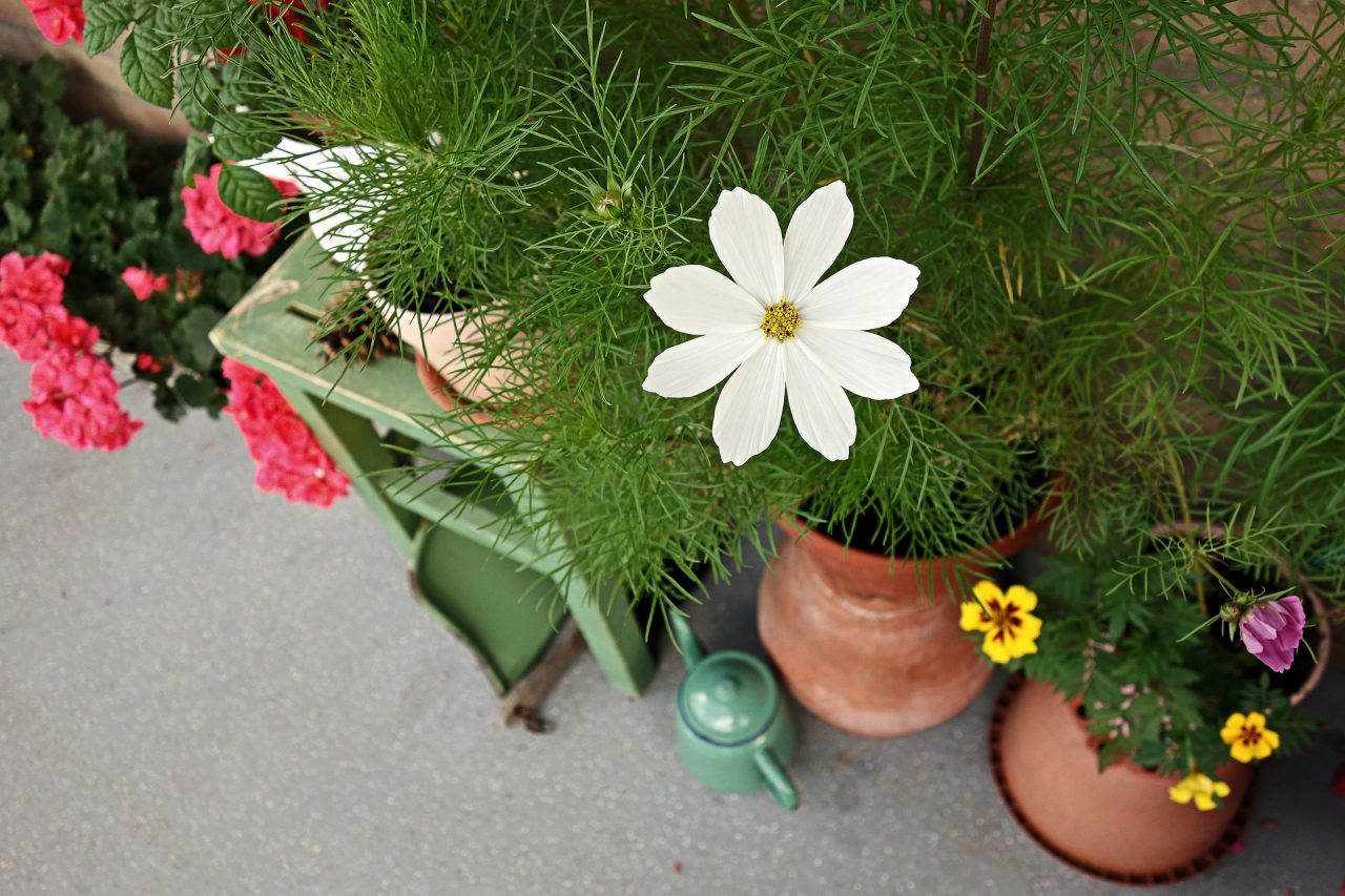 bloeiende plant