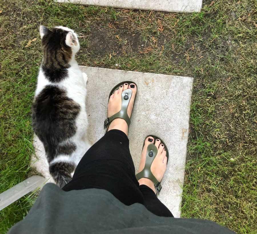 birkenstock op foto met kat ernaast
