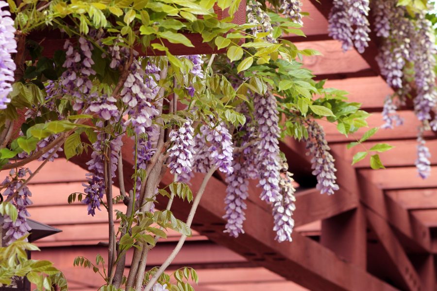pergola met wisteria