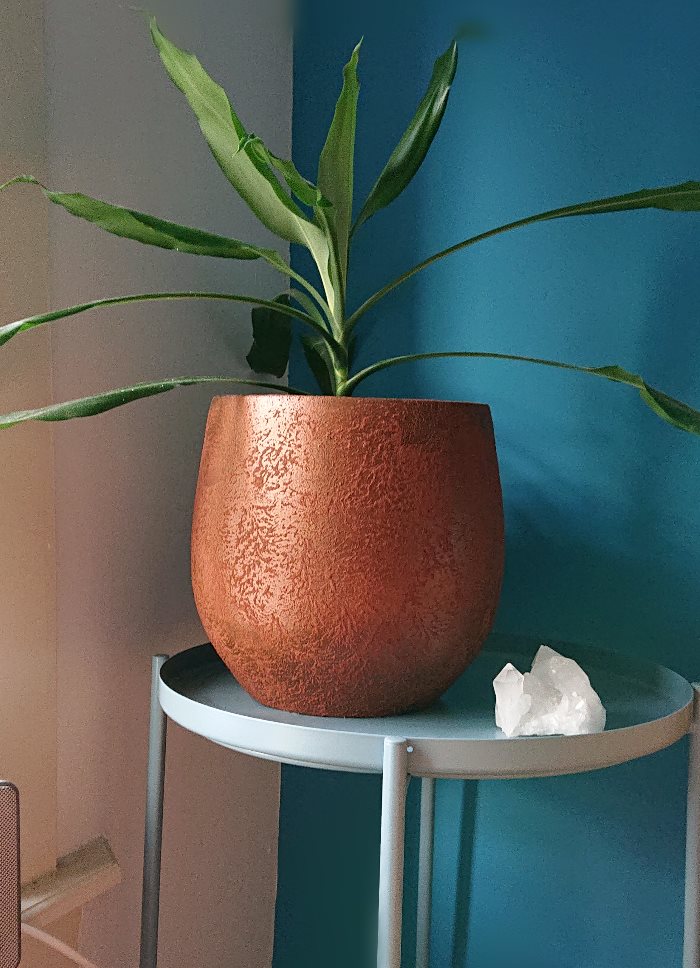 plant