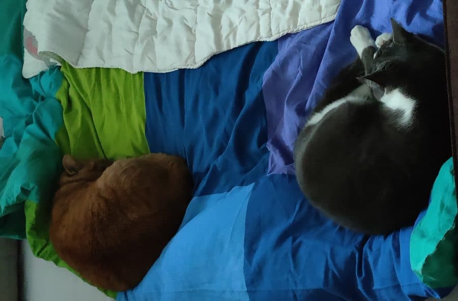 katten
