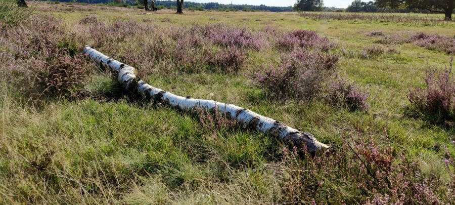 uitzicht over hei bij bussum