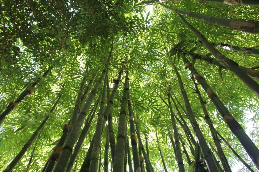 bamboe bos