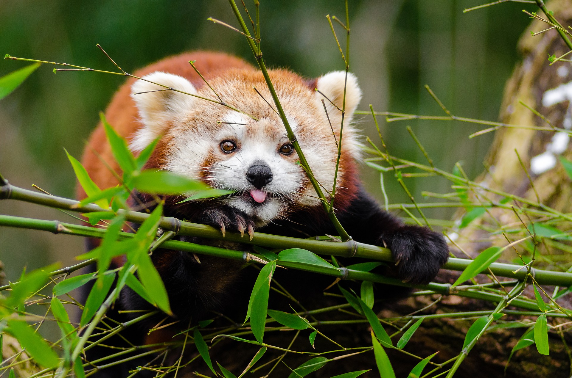 bamboe met panda